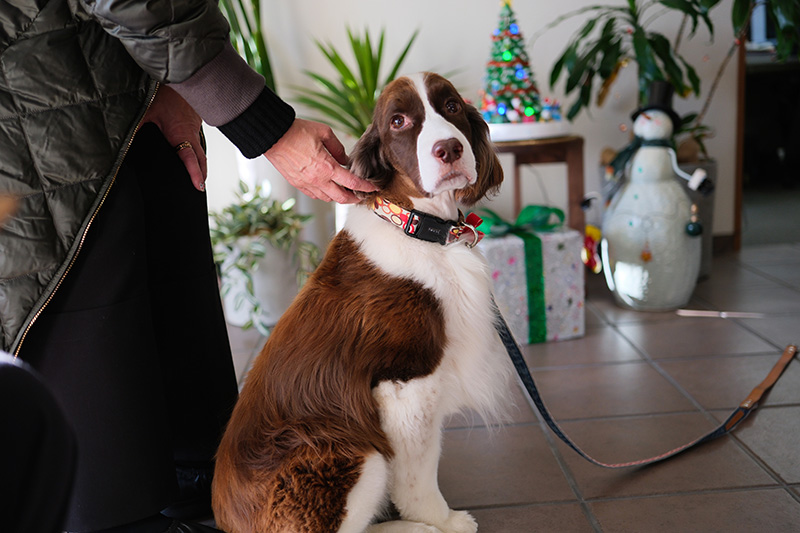 看板犬